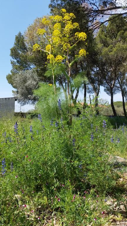 Villa Morgante B&B Pedara Bagian luar foto