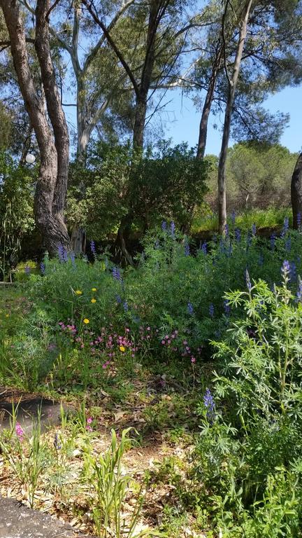 Villa Morgante B&B Pedara Bagian luar foto