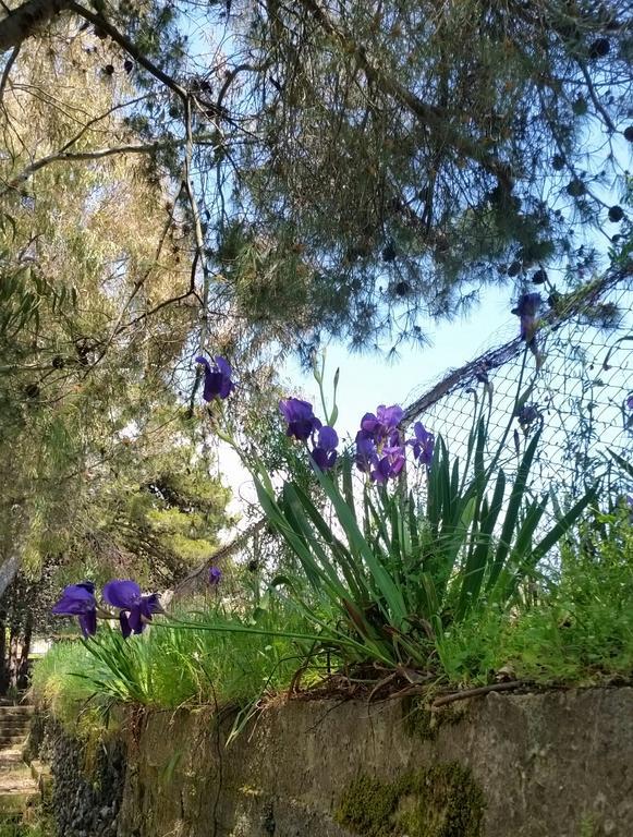 Villa Morgante B&B Pedara Bagian luar foto